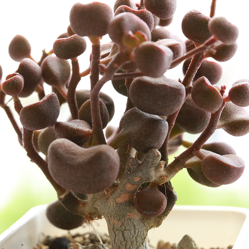 稀有多肉 水泡_口袋多肉 水泡多肉 宇玉殿 大老桩 稀有大老桩 一物一