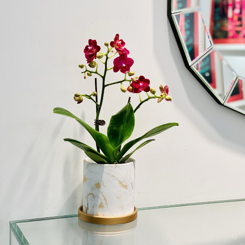 蝴蝶兰花盆专用套盆高档轻奢小花盆陶瓷白色北欧简约文心兰花花盆