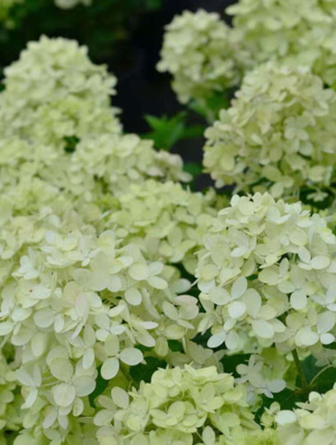 白鹿花园圆锥绣球活力青柠耐晒耐寒花苗盆栽花卉