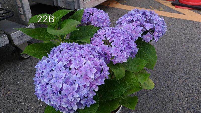 绣球白鹿花园新品八仙仙花22b美观盆栽庭院花卉
