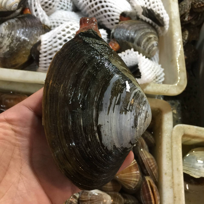 鲜活马蹄贝新鲜马贝500g 带壳北极贝 大蛤烧烤店日料店刺身贝类