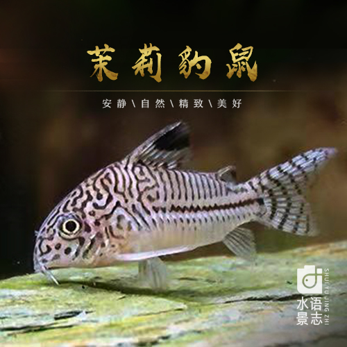 豹鼠茉莉活体三线豹鱼朱莉热带鱼观赏鱼工具小型鱼
