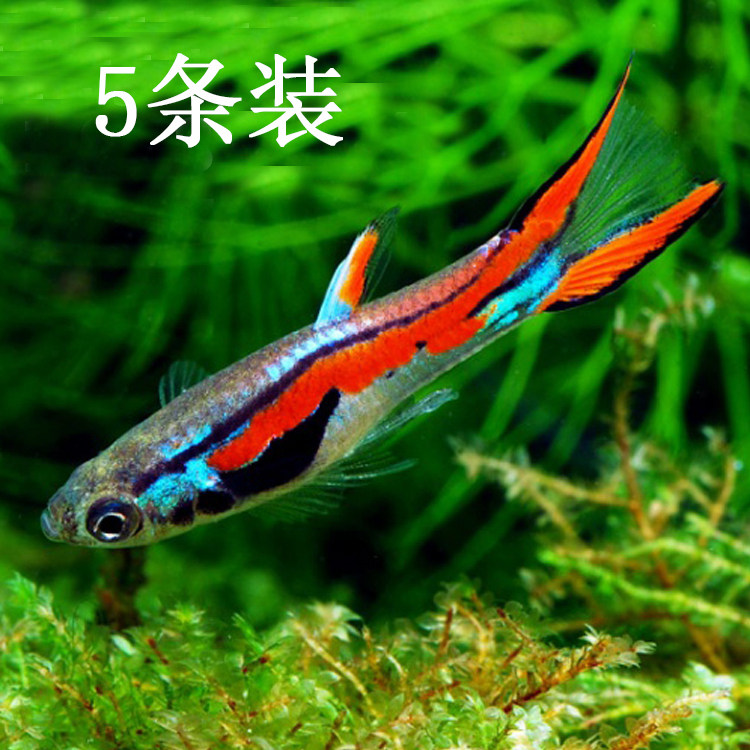 水族孔雀活体梦幻小精灵凤尾公鱼热带观赏淡水鱼