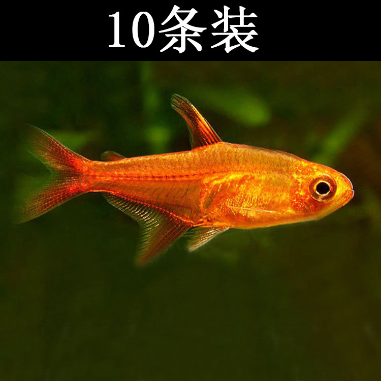 水族观赏鱼活体淡水灯科喷火鱼草缸群游鱼热带鱼