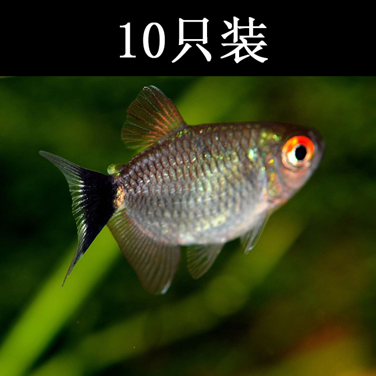 水族观赏鱼活体淡水灯科银屏鱼草缸群游鱼热带鱼