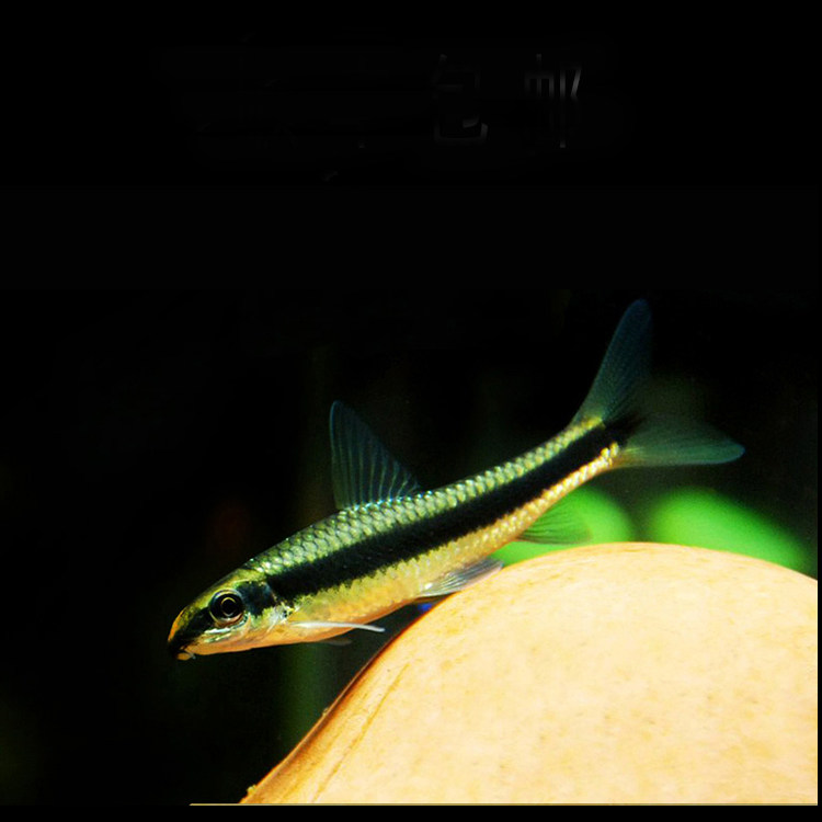 水族自家淡水一线飞狐活体灯科小型群游鱼草缸观赏热带工具清洁鱼