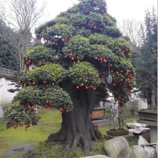 精品百年金弹子树桩花卉盆景高档别墅庭院绿化栽种植物