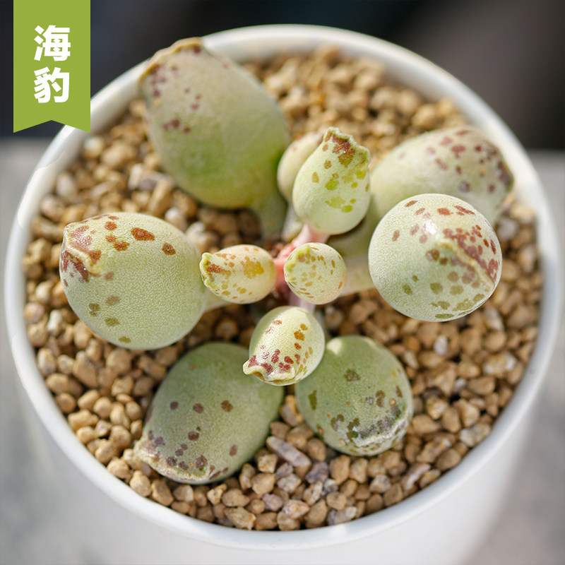 美诺花园海豹水泡多肉植物办公室防辐射盆栽室内绿植肉肉植物