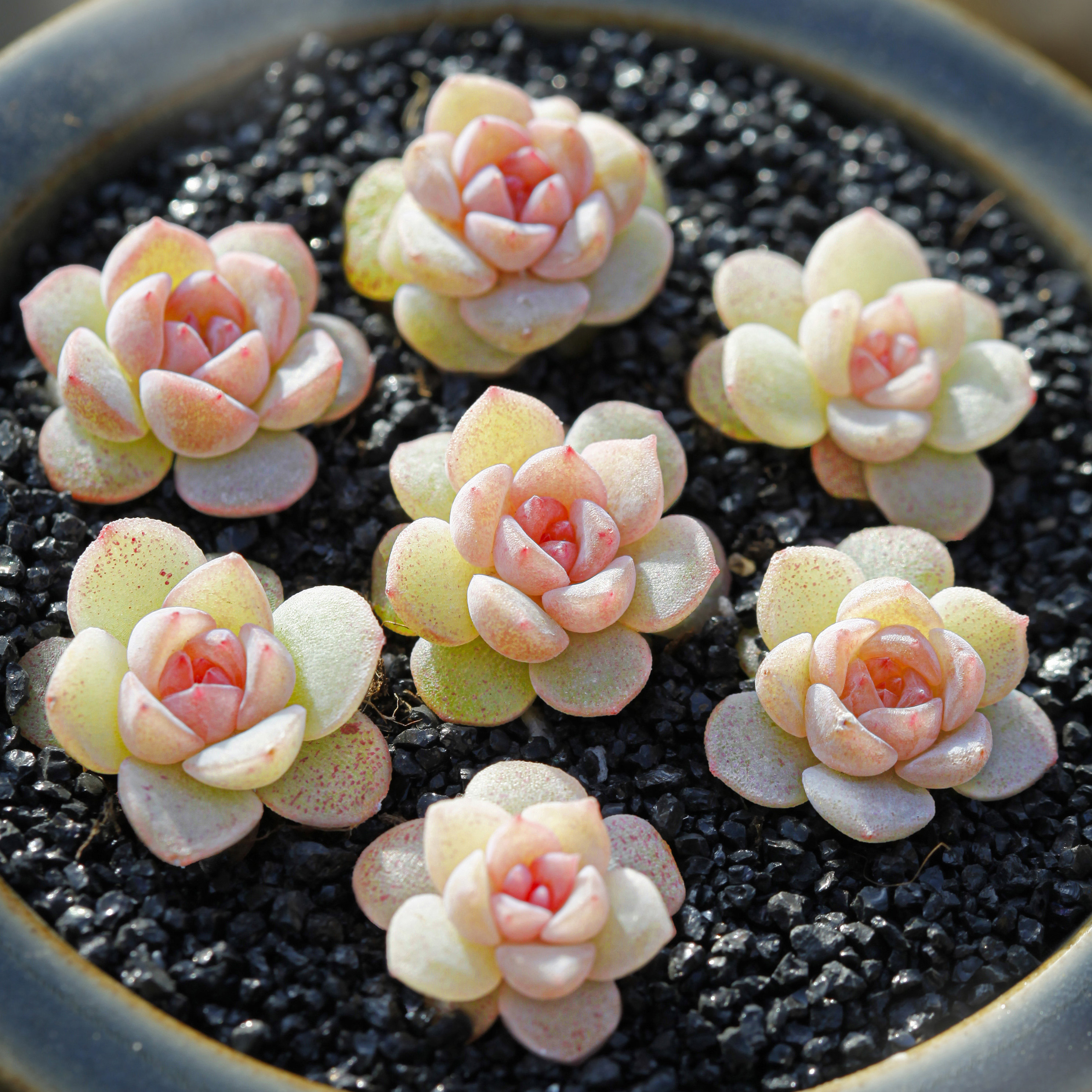 bj水果糖多肉植物稀有品种多肉绿植盆栽直播满58包邮