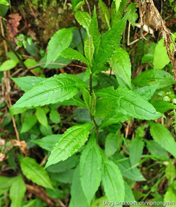 深山中药材紫苑小辫儿夹板菜驴耳朵菜软紫菀返魂草 新鲜500克直销