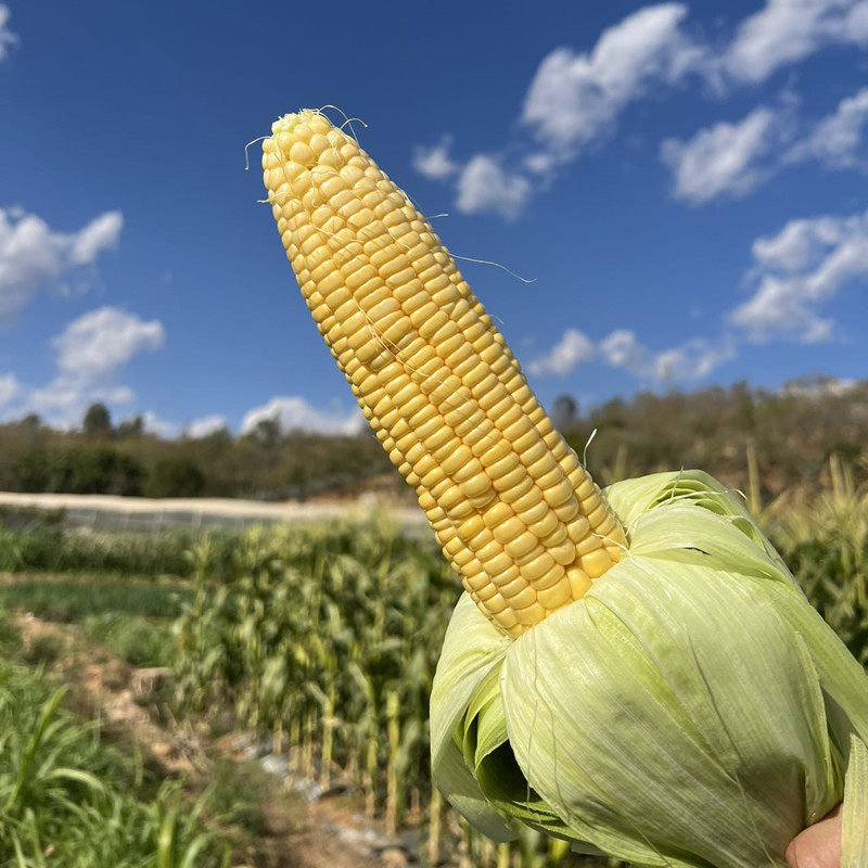 攀枝花太阳花甜脆玉米包谷新鲜香嫩煮炒生吃爆浆5斤8斤现摘包邮