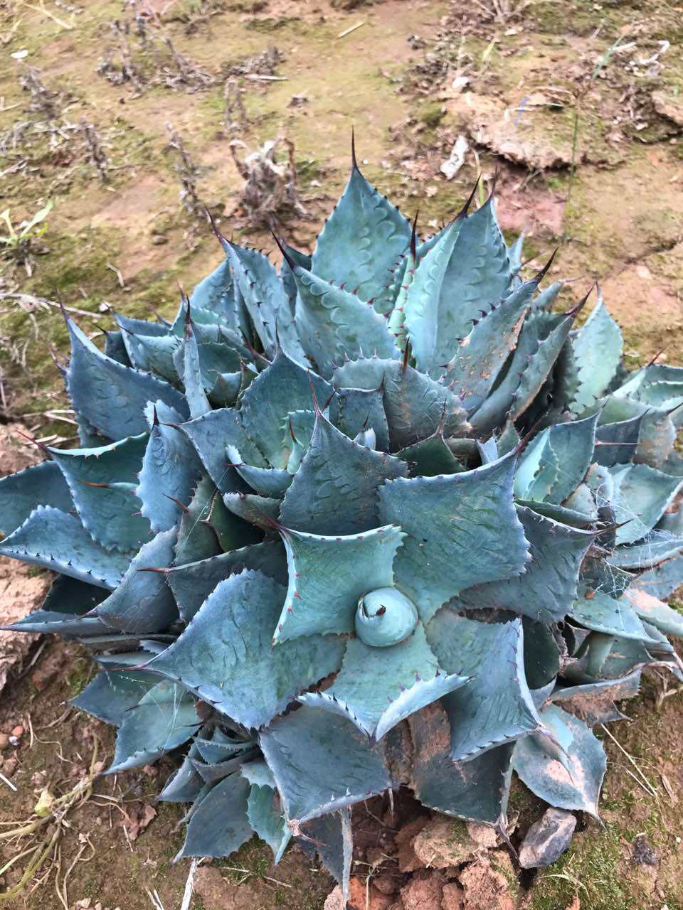 心儿花开开园艺场安宅雷神龙舌兰科多肉植物多肉植物