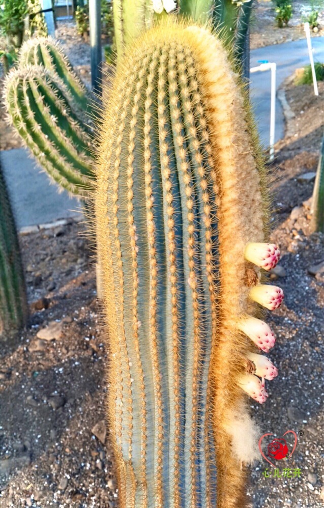 心儿花开园艺场 南美翁柱 蓝美翁 正确种类仙人柱多肉植物