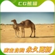 3D Animal | Camel and Baby Animated 写实成年幼年骆驼带动画