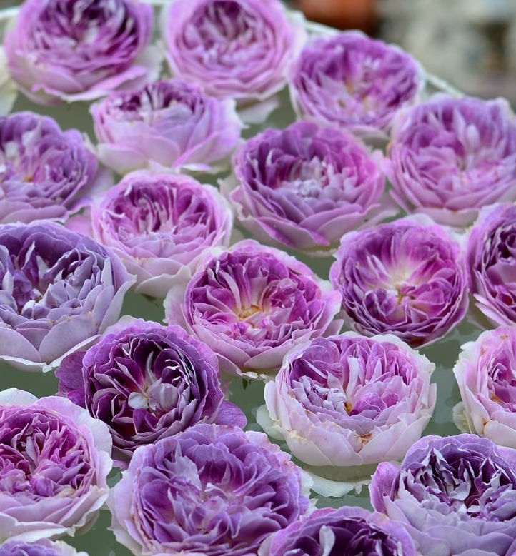 花漾河谷蓝月石bluemoonstone河本灌木月季中香花色渐变