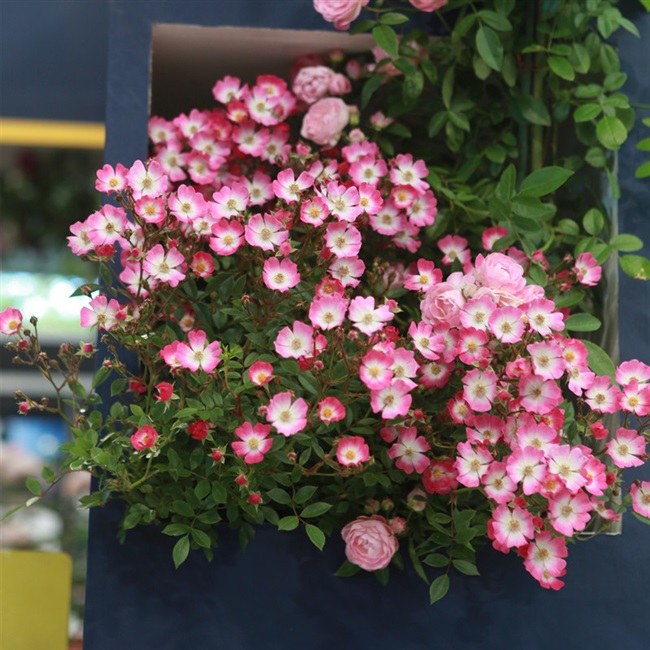 遮阳伞 藤本月季 花量大 抗病性强 长势快 花园庭院多花丰花植物