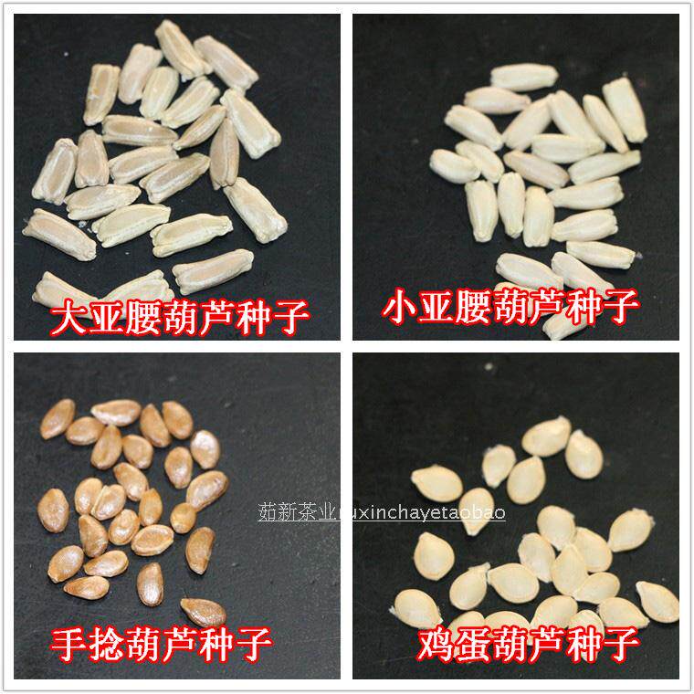 鸡蛋葫芦种子天然籽美国手捻大中亚腰烙画庭院植种种植盆栽