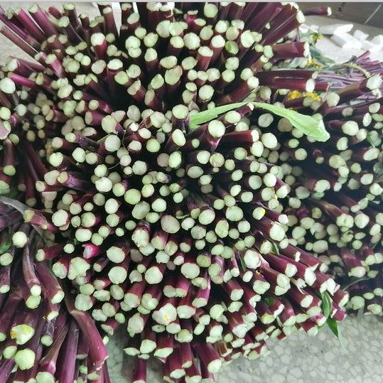 精选优质新鲜红菜苔紫菜薹新鲜打霜洪山菜苔又细又短超级嫩两斤