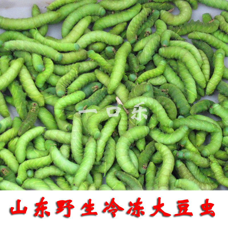 山东特产品新鲜冷冻天然食用垂钓豆虫豆丹豆青虫豆天蛾1斤包邮