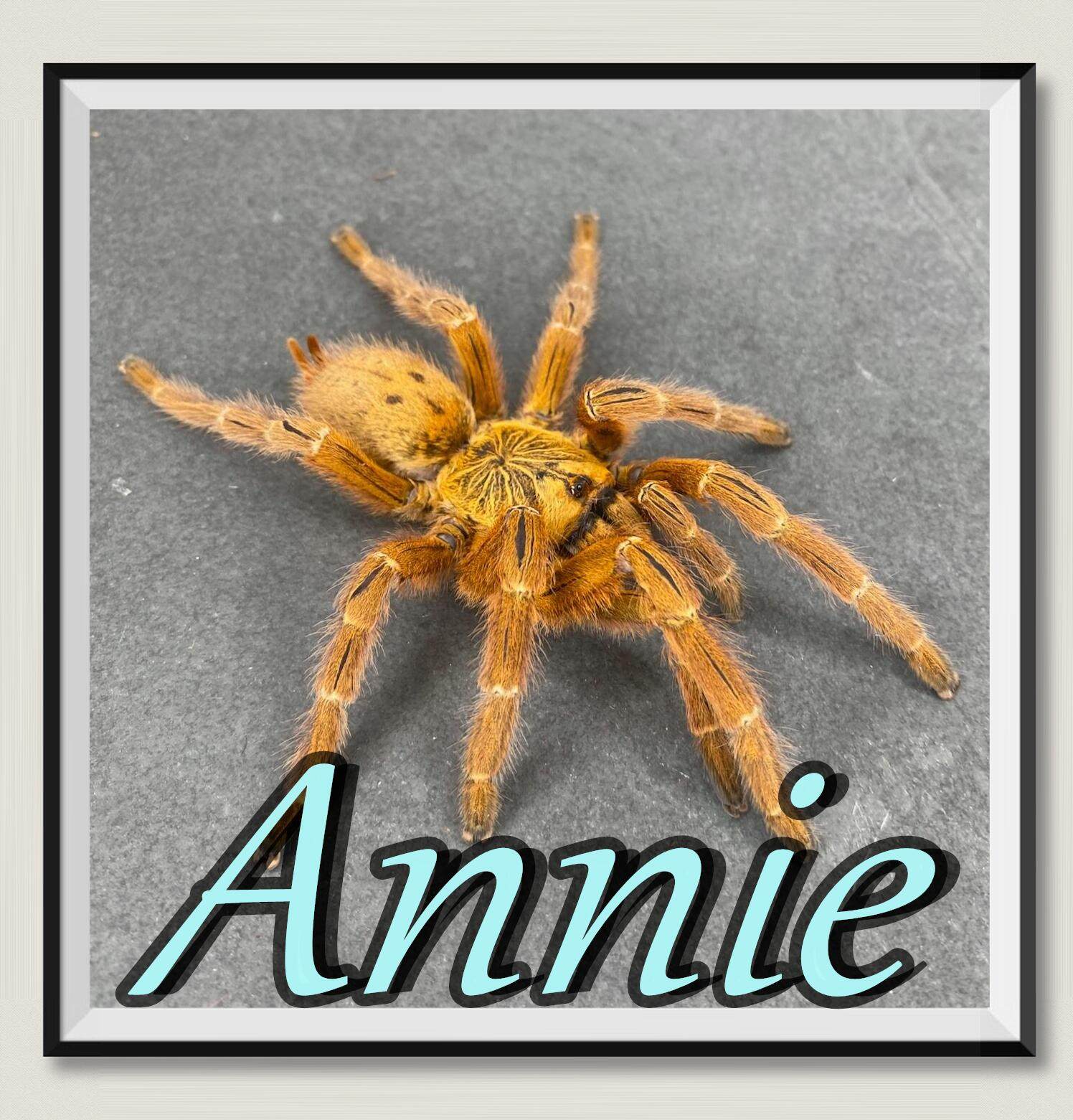 非洲烈阳橙巴布c8网红宠物蜘蛛超高人气王巴布家族经典品种皮实好