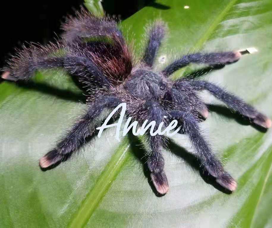 特价宠物蜘蛛_圭亚那粉趾av属宠物蜘蛛捕鸟蛛新手入门经典人气品种