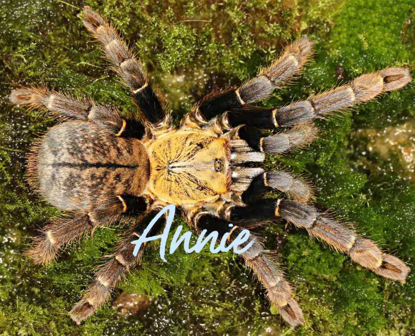 胡志明地老虎金背虎王宠物蜘蛛捕鸟蛛限时限量好价