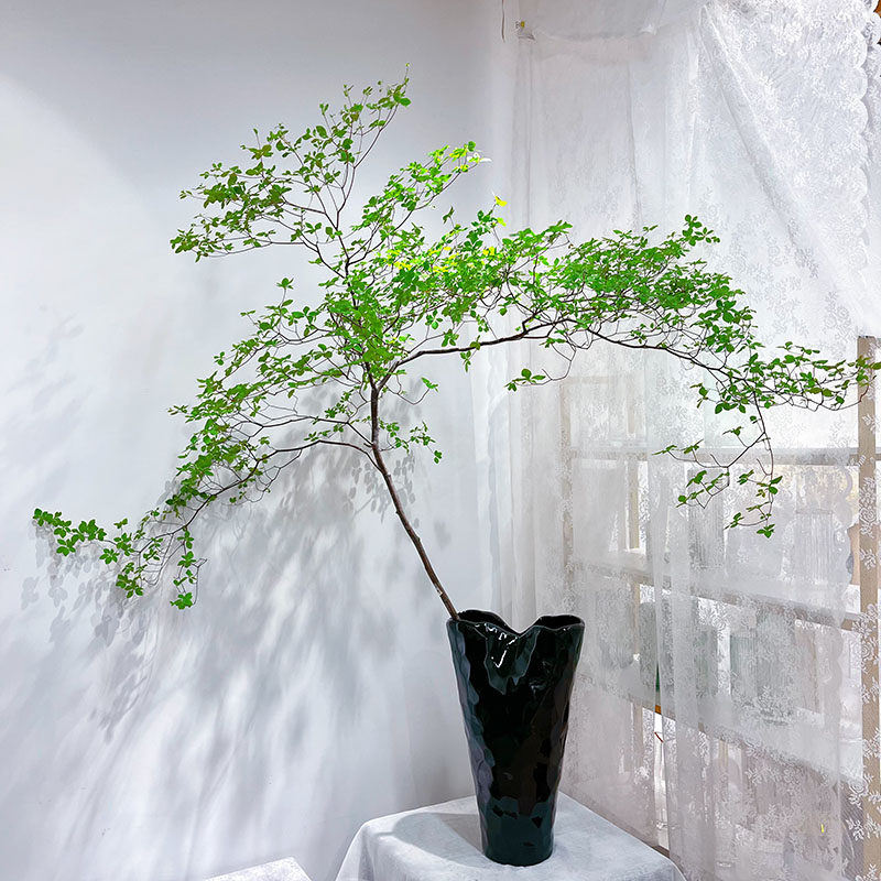 吊钟植物日本进口客厅绿植鲜切水养水培花树马醉木室内外落地插花