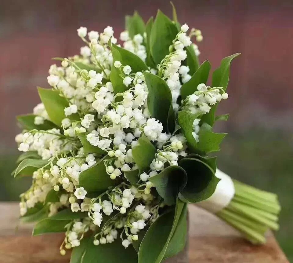 荷兰进口铃兰花英国皇室高端新娘手捧花婚礼季紧俏花材全国顺丰