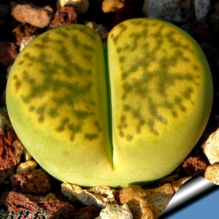 花龙园艺c362黄鸣弦玉柘榴玉系列编号生石花黄色绿色屁股pp