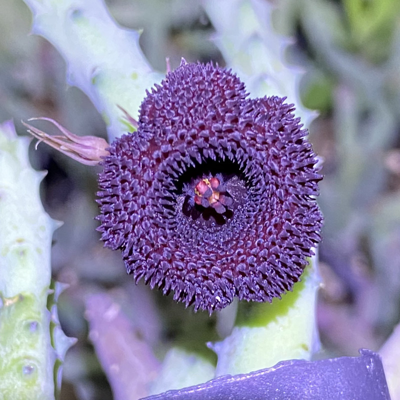 花龙园艺 杨梅果 萝藦科 开花酷似杨梅 多肉植物 基地直供