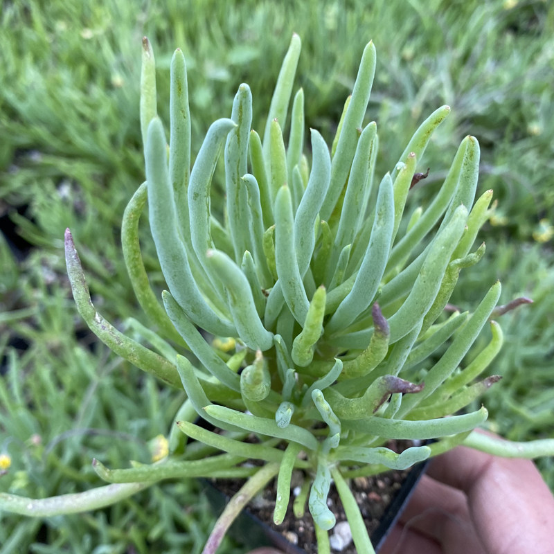 菊类多肉植物百科_培育种植_品种图片_sbike