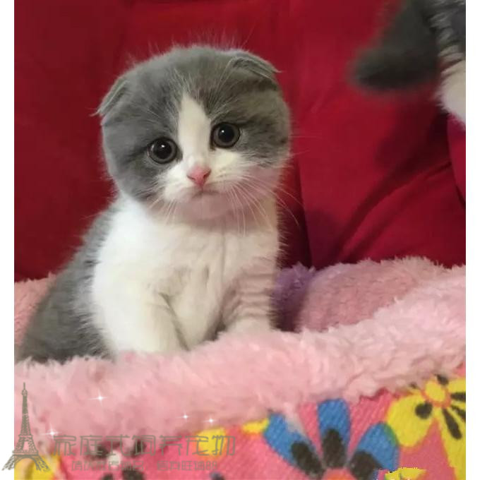 上海猫舍繁育纯种蓝白英短英国短毛猫折耳猫蓝白幼猫活体宠物猫g