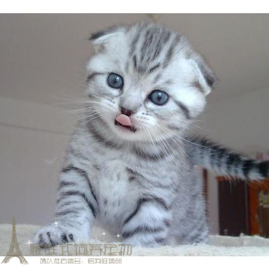 特价短耳猫宠物 活体_折耳猫宠物纯种活体美短美国短毛猫银虎斑折耳