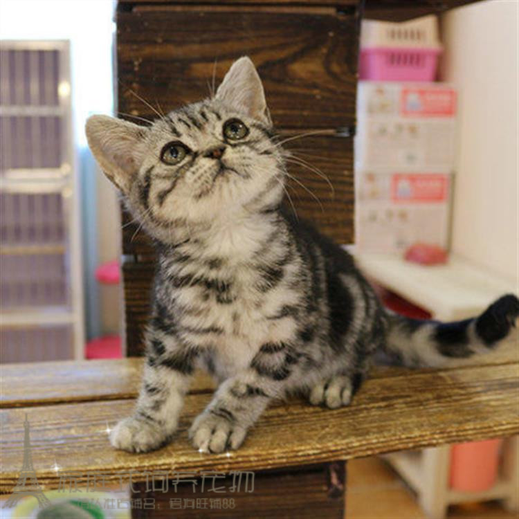 活体美短出售美国短毛银虎斑美宠物纯种幼猫猫咪