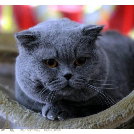 布偶猫活体家养
