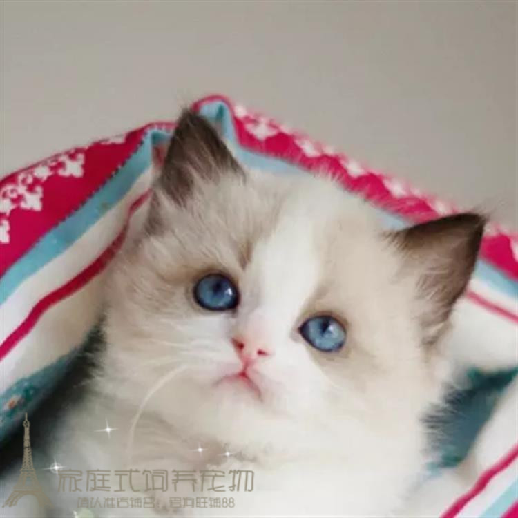 纯种布偶猫海双布偶幼猫活物蓝双重点色小猫咪宠物猫幼崽