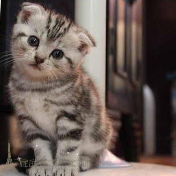 折耳猫纯种苏格兰