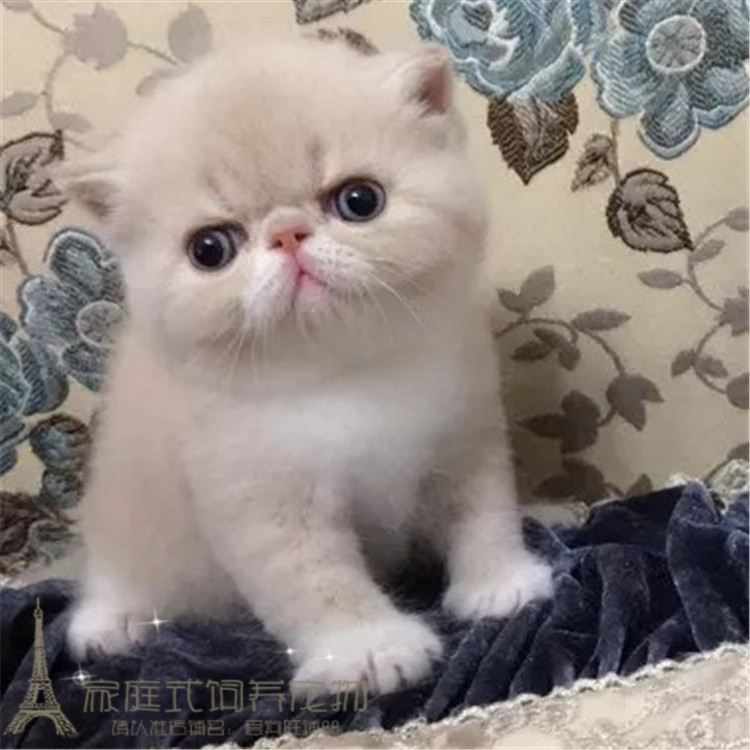 宠物活体猫 幼崽_纯种加菲猫幼猫短毛猫活体健康宠物猫异国短毛猫家菲