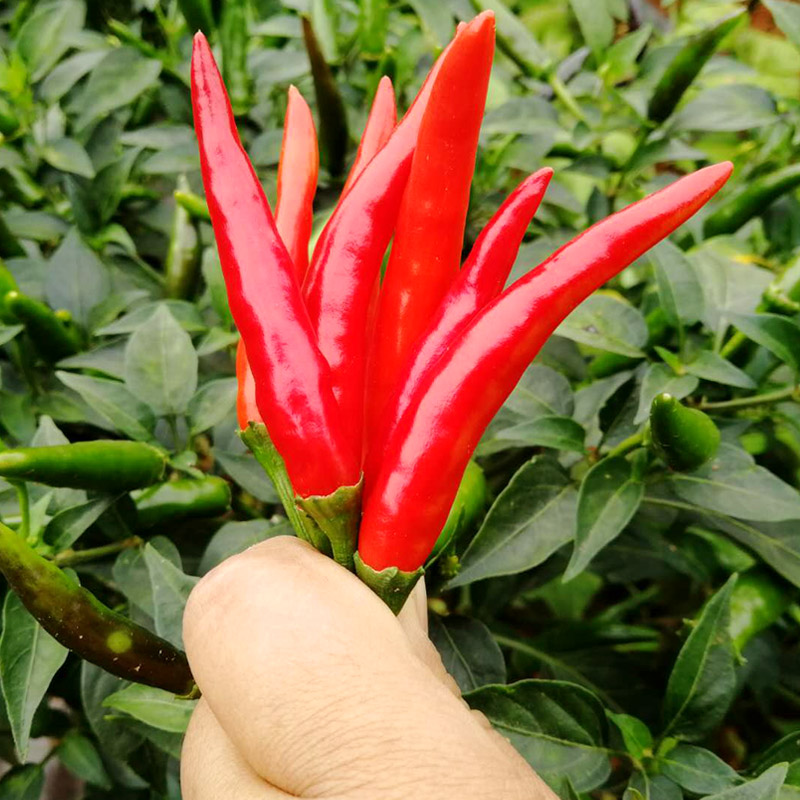 云南新鲜小米辣椒特辣红米椒5斤朝天椒蔬菜香辣食用农家自种包邮