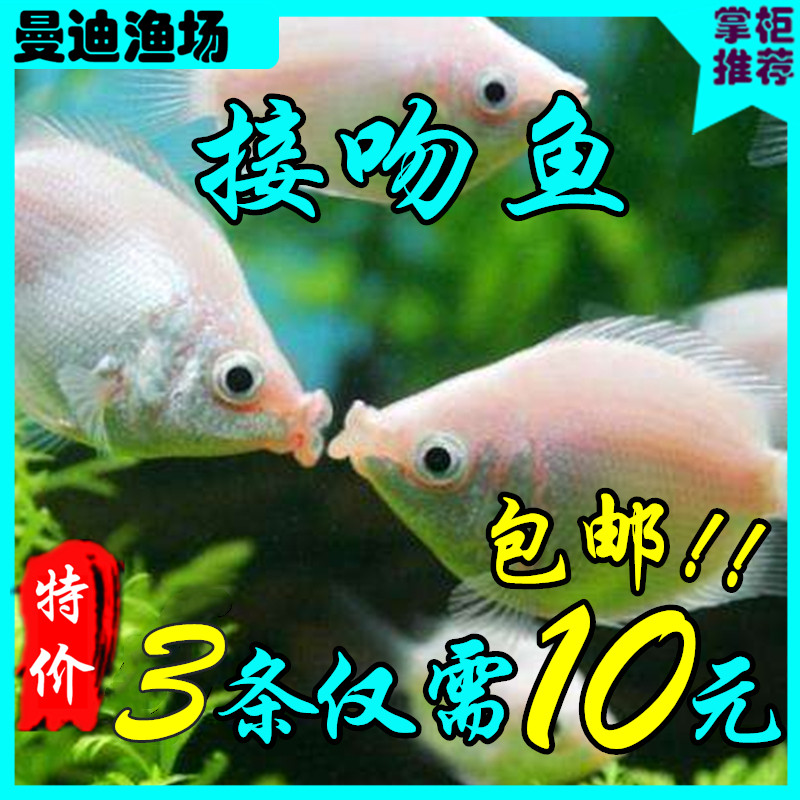 观赏鱼接吻鱼亲亲鱼热带草缸混养鱼金鱼热带鱼活体亲吻鱼小型鱼特