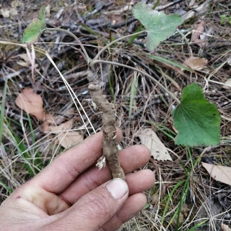 新鲜异叶茴芹 鹅脚板 杏叶防风 羊膳七 百路通骚羊古全草干货500g