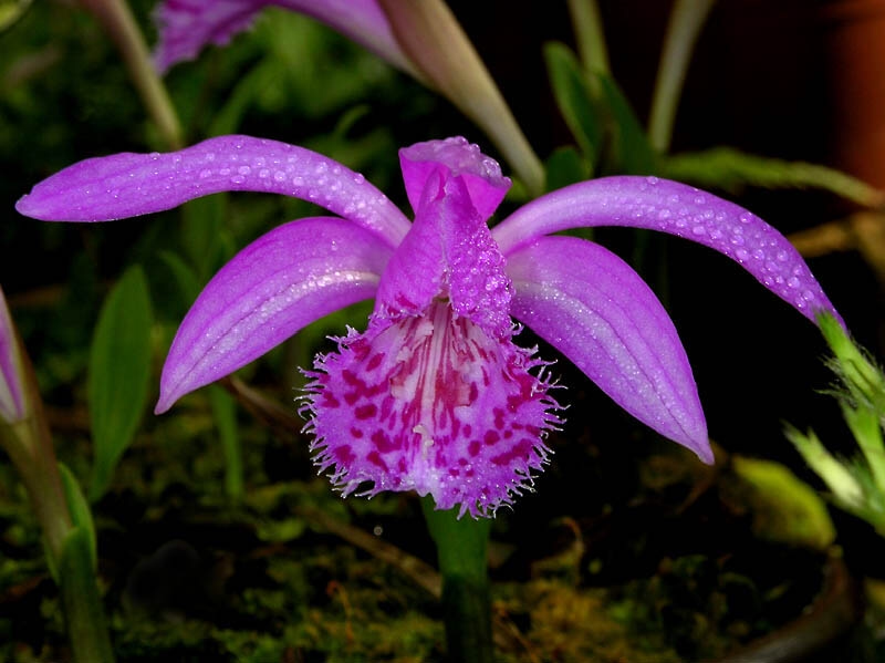 独蒜兰-独蒜兰pleione bulbocodioides