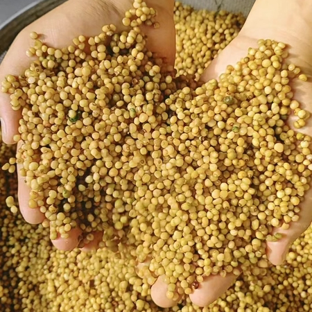 云南黄精种子不倒苗节节高玉竹籽老虎姜野生材红花滇黄精种