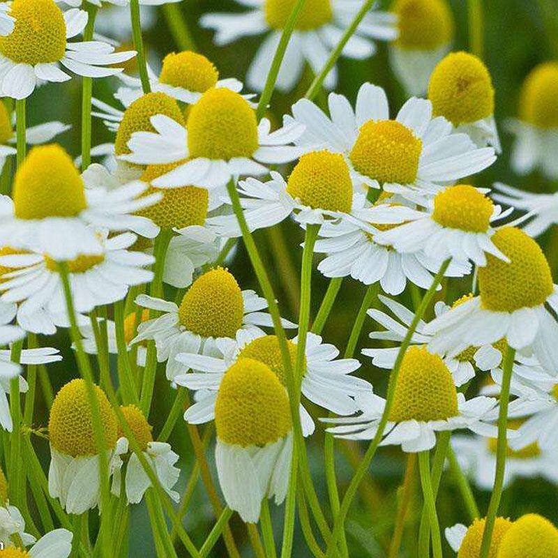 新鲜洋甘菊团购 德甘 德国洋甘菊 腌制洋甘菊 丽水