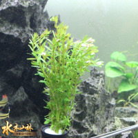 万江草场 扭兰水草 纽兰中后景水草 鱼缸水草造