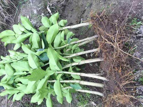 10条包邮正宗梅县沙田柚树苗 梅州金柚树苗 已嫁接白肉柚子苗 木