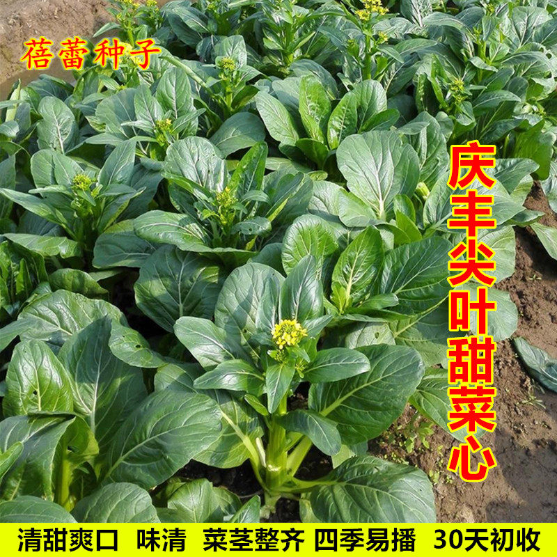 庆丰尖叶甜菜心种子广东油菜心种籽南方青菜种盆栽四季蔬菜种孑籽