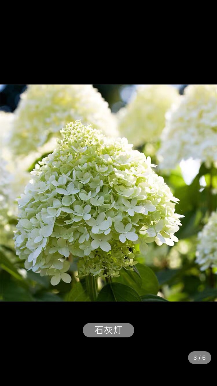 圆锥绣球地栽盆北极熊石灰灯别墅庭院种植木本花卉耐热耐寒性好