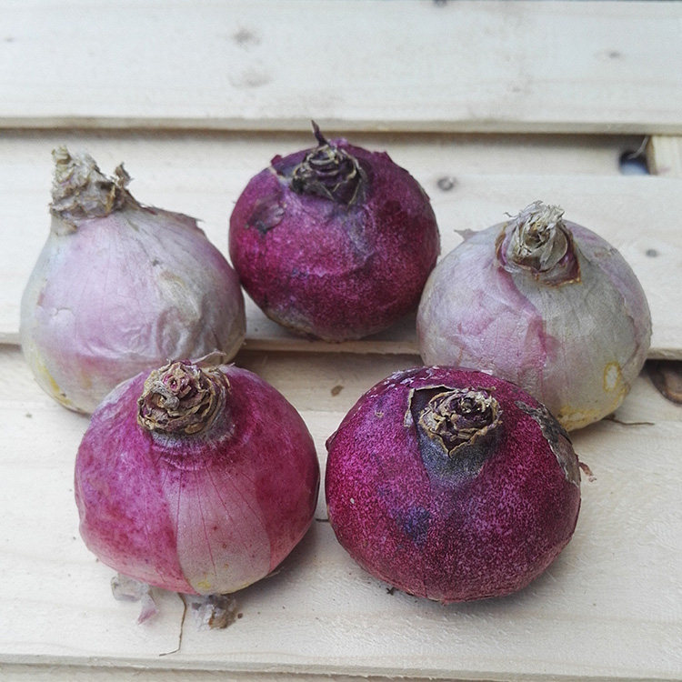 单个风信子种球花头球根植物洋水仙冬季阳台桌面水培花卉 5粒包邮