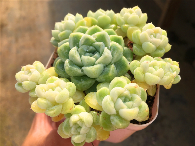 厚叶月影阿尔卑斯月影多头群生多肉一物一拍非阿尔巴美尼月迫桃蛋06